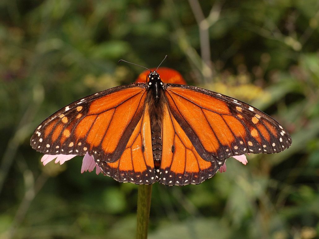 The Monarch Butterfly is a majestic butterfly chosen as a symbol for people affected by mental illness. There is no more striking symbol of transformation than a "monarch butterfly symbolism mental health."