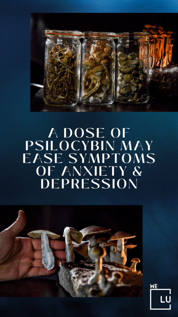 Psilocybin dose for anxiety: A recent study reveals that regular usage of tiny doses of the hallucinogen psilocybin can enhance mood and mental health.