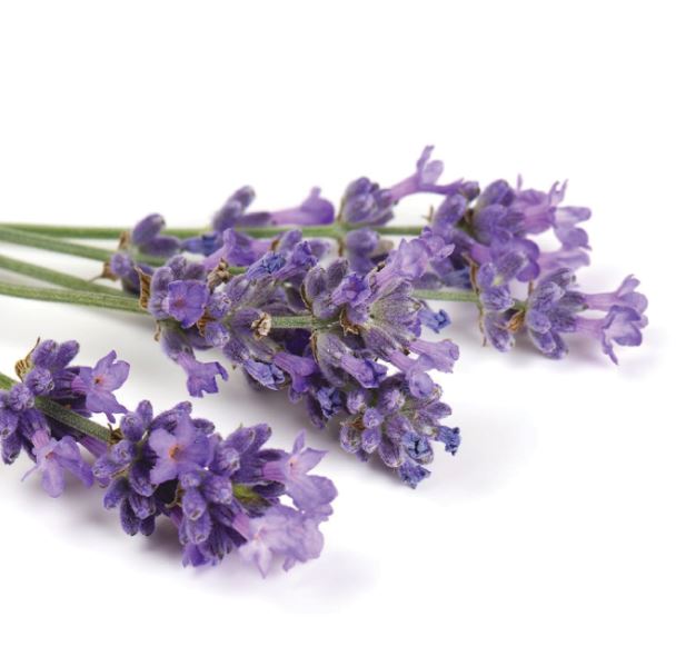 Lavender has been reported to reduce depression and improve sleep quality and pain. If you're looking for an over the counter medicine for anxiety and depression, lavender can be an excellent choice.