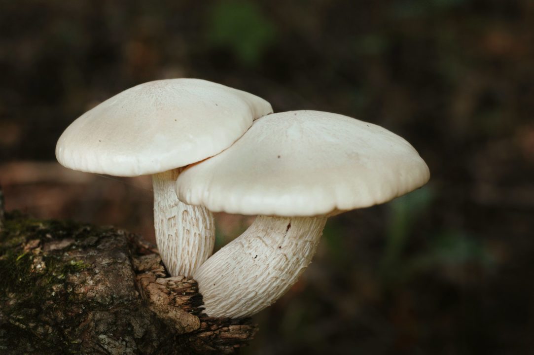 how to microdose mushrooms