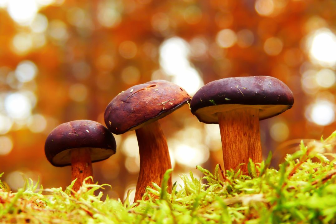 Mushrooms for Depression