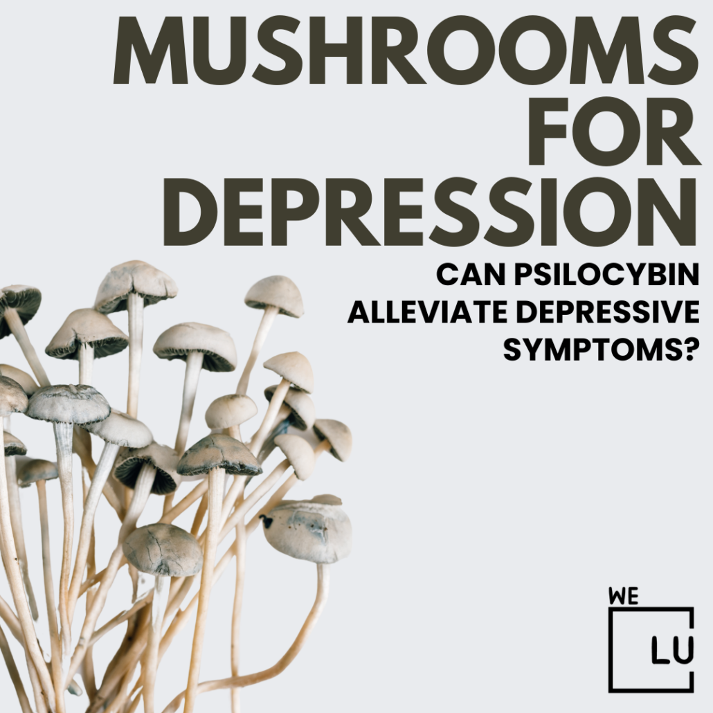 Does a mushroom reset depression? A recent study reveals that regular usage of tiny doses of the hallucinogen psilocybin can enhance mood and mental health.